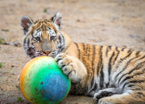 Fototapeta A small tiger cub playing with a ball in his enclosure at the big cat sanctuary. 