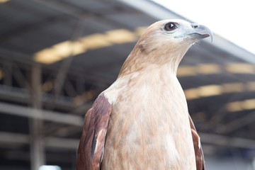 Red Tailed Hawk Close Up