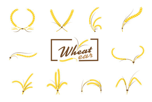 Wheat ears or rice icons set. Agricultural symbols isolated on w