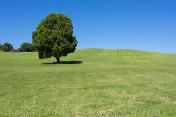 Seoul, South Korea: single tree at Olimpic park