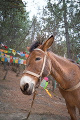 Obraz premium Mule standing on the pathway