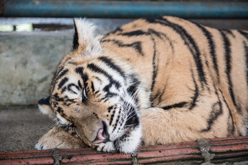 Tiger Sleeping in Kingdom