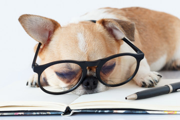 Chihuahua dog wear eyeglasses sleeping on notebook and pen on working table white isolated background.