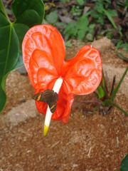 Anthurium and Butterfly