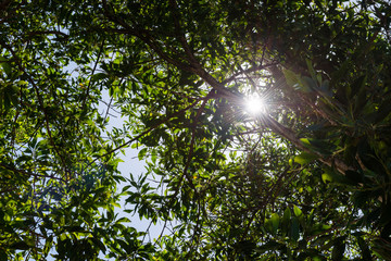 Fototapeta na wymiar green leaves and sun on blue sky