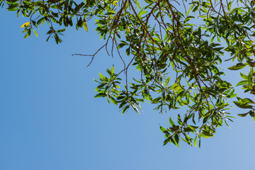 Trees branches on blue sky