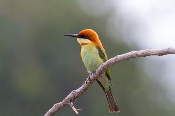 Chestnut-headed Bee-eater