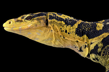 Philippine water monitor (Varanus cumingi)