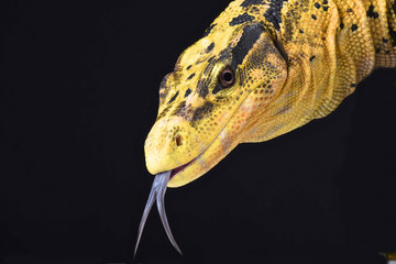 Philippine water monitor (Varanus cumingi)