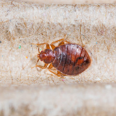 Cimex hemipterus