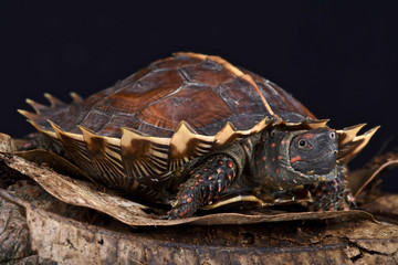 Naklejka premium Spiny turtle (Heosemys spinosa)