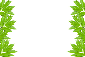 Green leaves frame isolated on white background.
