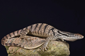Caspian monitor (Varanus griseus caspius)
