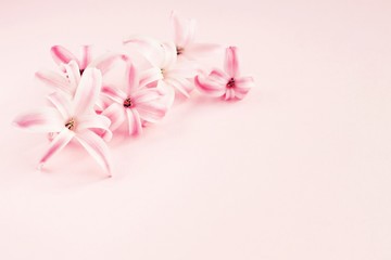 Naklejka na ściany i meble Pink hyacinth flower on pink background. Soft focus, soft light, toned.