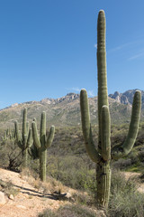 Saguaro Mountains