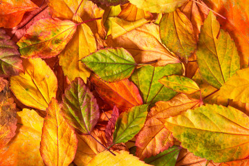 Beautiful fallen autumn leaves  background
