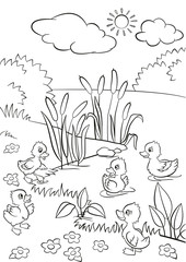 Coloring pages. Five little cute ducklings swim on the lake and stand on the grass. There are bushes, flowers and reeds around. Summer.