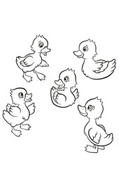 Coloring pages. Five little cute ducklings swim on the lake and stand on the grass.