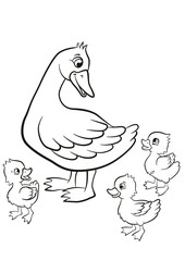 Coloring pages. Kind duck and free little cute ducklings walk. They are happy and smile.