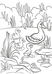 Coloring pages. Kind duck and free little cute ducklings swim on the lake. They are happy and smile. There are bushes, grass, stones, water lilies and reeds around. Summer.
