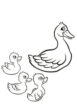 Coloring pages. Kind duck and free little cute ducklings swim on the lake. They are happy and smile.