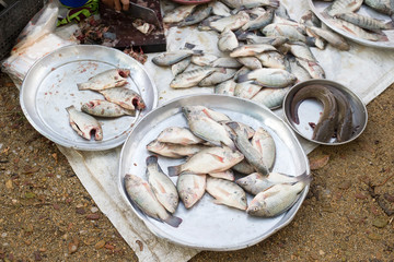 fresh fish in thai market