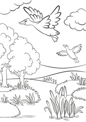 Coloring pages. Two ducks fly under the lake. Lake in in the forest. There are trees, reeds and grass there. Summer.