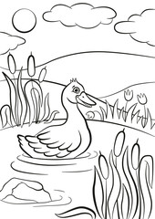 Coloring pages. Little cute duck swims on the pond. It`s smiling. There are reeds, grass and flowers around. Summer.