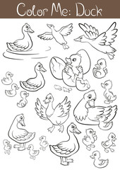 Coloring pages. The set of ducks and ducklings. They are fly, stand, swim and smile.