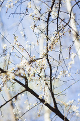 Blooming cherry tree