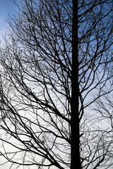 Obraz premium Tree branches