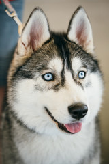 Blue-eyed Gray Adult Siberian Husky Dog