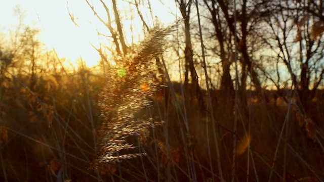 sunrise thru the reeds, sun thru the reeds, sunset on the riverbank, 