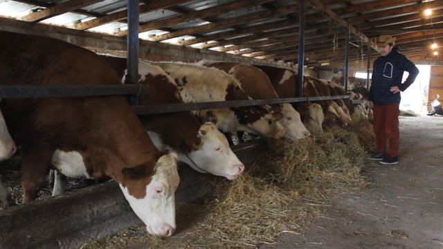 Cowboy Farmer Dairy cows farm Simmental cattle