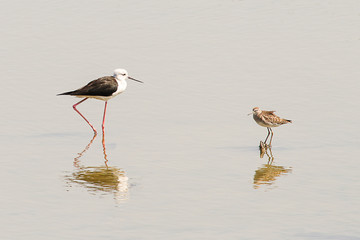 Two seabirds with soft shadow walking on the shallow water