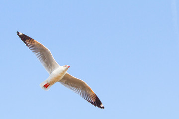 Seagull flying in blue sky background