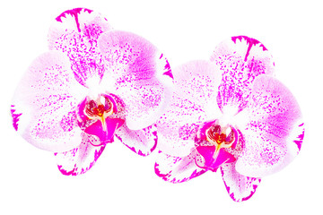 Fresh pink orchid, Phalaenopsis, on white background