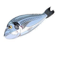 Sparus aurata illustration fish seafood