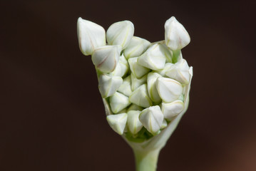 Garlic chives flower bud opening