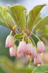 サラサドウダン