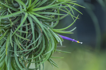 Obraz premium Tillandsia