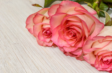 Pink roses on white wooden background