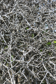Twigs Pattern of the wall