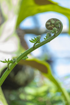 Vegetable fern