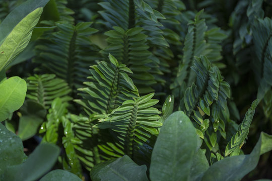 Vegetable fern