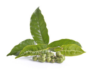 tea seed on white background