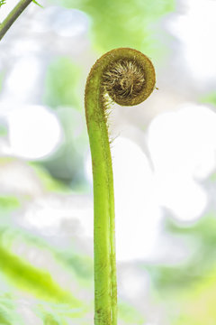 Vegetable fern