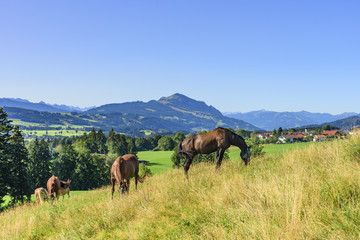 weidende Pferde auf einer Koppel 