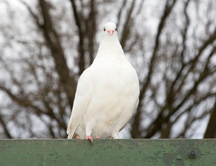White release dove