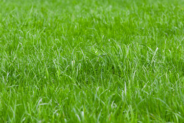 Grass